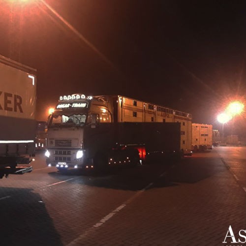 Die AsstrA-Associated Traffic AG hat eine Charge von Bullen und Färsen-7