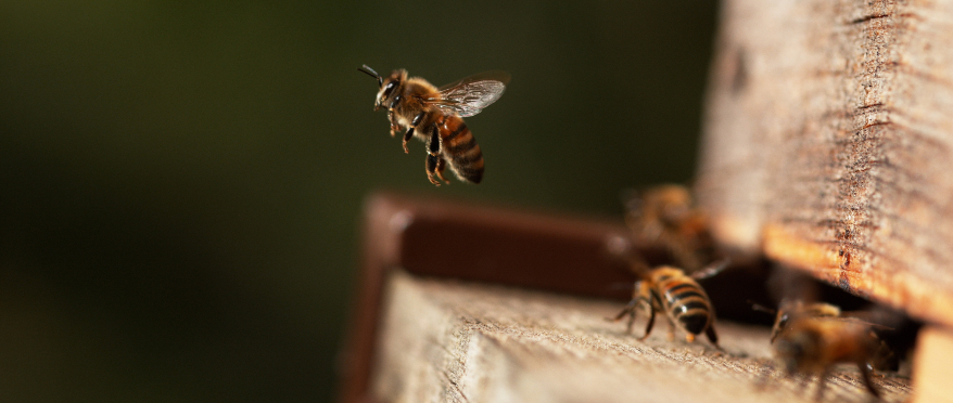 AsstrA hat den Transport der Bienen von der Türkei nach Griechenland abgeschlossen 